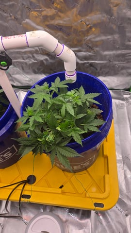 Fastbuds Autoflower Run — vegetative, day 28