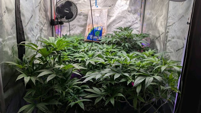 1st Photo Run — vegetative, day 8