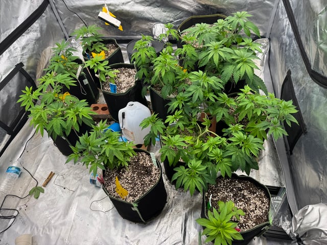 Hollywood Headband and LimeHeads  — vegetative, day 74