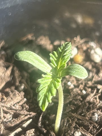 PeanutButter Cookies — grow_setup, day 5