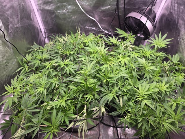 Blue Dream Feminized  — flower, day 106
