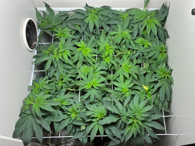 Armário — flower, day 6