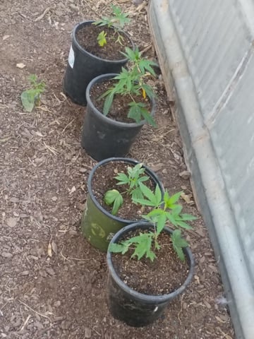 Platinum Og — grow_setup, day 1