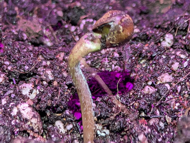 Auto Night Queen  — seedling_rooting, day 3