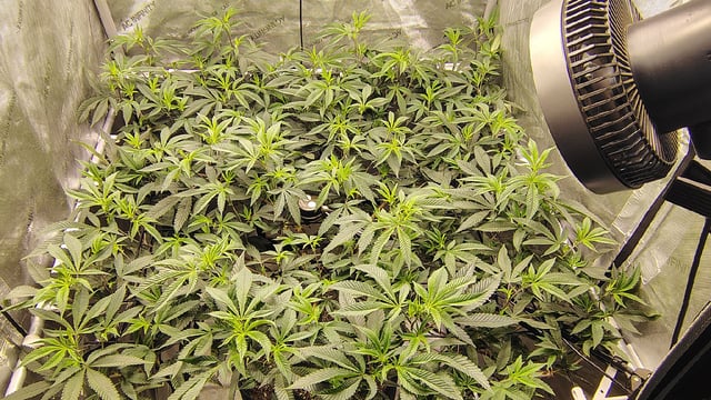 Punch Mints — flower, day 8