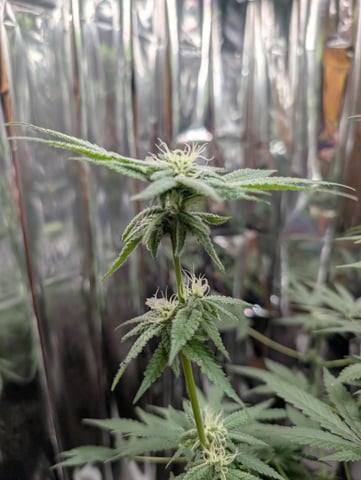 B E A utiful  — flower, day 93