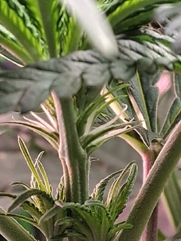 fruity pebbles, cap junky — flower, day 65