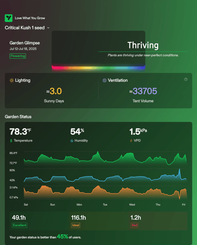 Critical Kush — flower, day 129