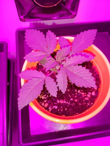 Gorilla Faster  — vegetative, day 18