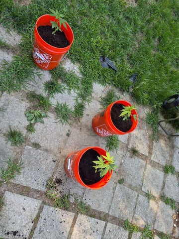 My First Grow — vegetative, day 39