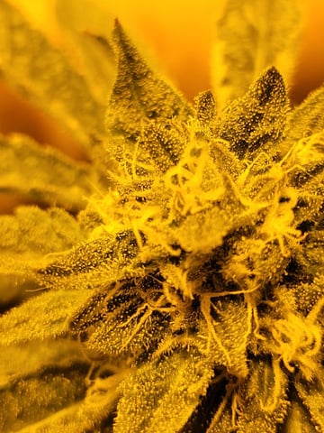 oreo blizzard — flower, day 293