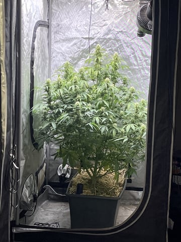 The Bling  — flower, day 100