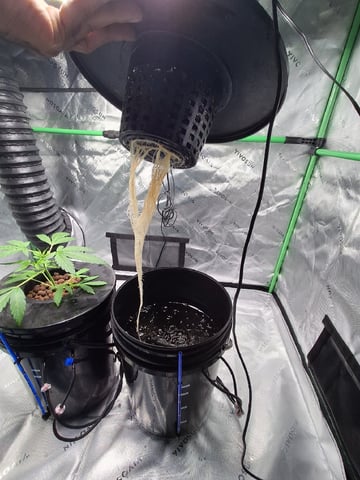 BABY SISTER — vegetative, day 31