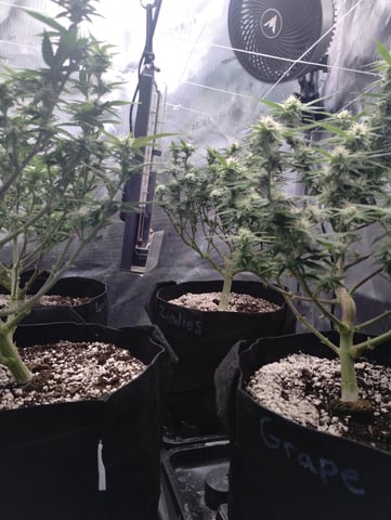 Second Grow — flower, day 13