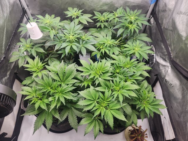 Mephisto's Flava Flav (Grape Crush x Guava Fig)