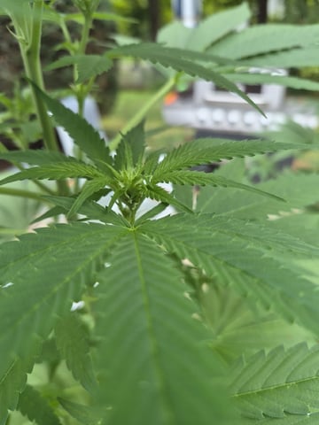 My First Grow — flower, day 73