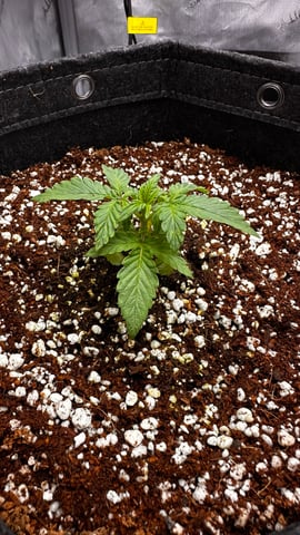 Spring/Summer 2026 Indoor Grow