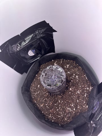 My First Grow — germination, day 3