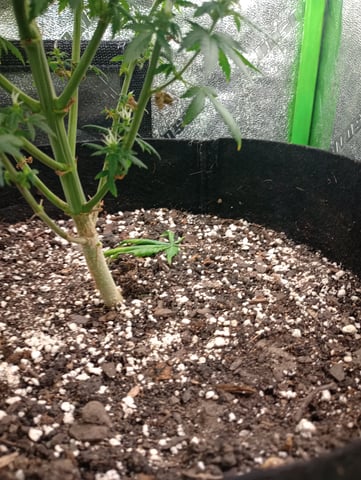 All Aboard!!! — flower, day 104