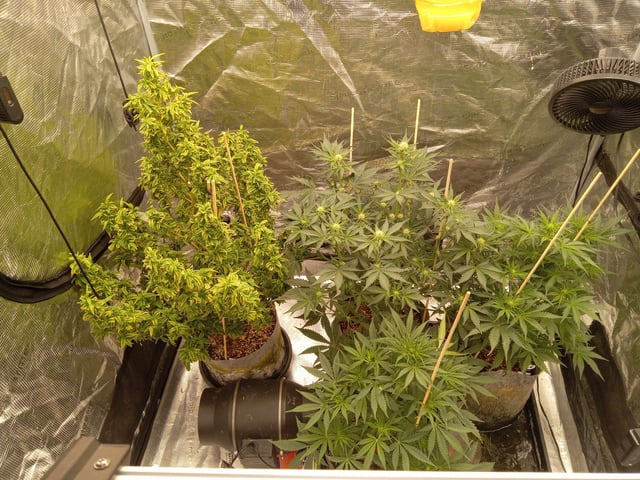 5 Autos — vegetative, day 11