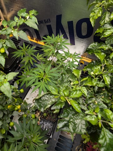 Black African Magic — vegetative, day 48