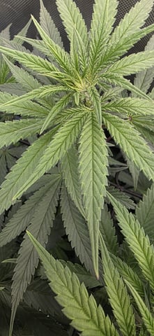 Ace Killer OG — flower, day 45