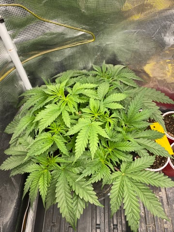 blackberry marshmallows  — vegetative, day 33