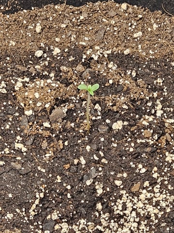 1st grom with SF SELF WATERING SYSTEM — seedling_rooting, day 4