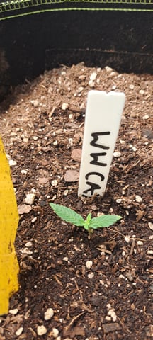 First Grow with the new setup  — seedling_rooting, day 7