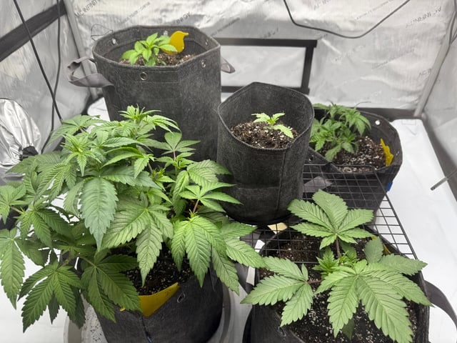 boom420 — vegetative, day 1