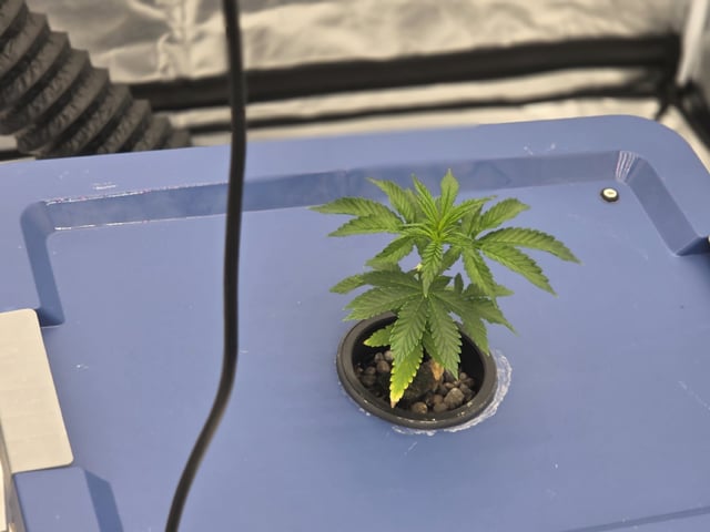 Laundry Shaman — vegetative, day 23