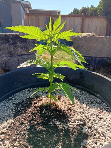 2025 — vegetative, day 8