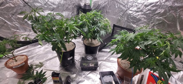 1st grow indoors(cardboard box to 2x2x4 to 5x5x6) — vegetative, day 54