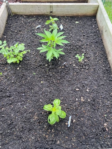 queen of soul X cap junky  — vegetative, day 40