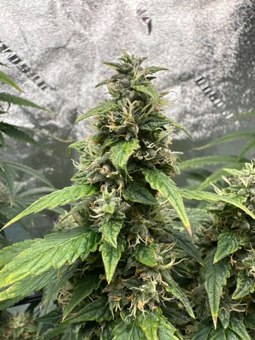 trying some bag seeds — flower, day 83