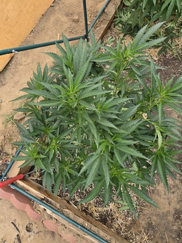 Sour Headies/OGBX1 — vegetative, day 68