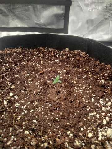 Round 2🥊 — germination, day 7