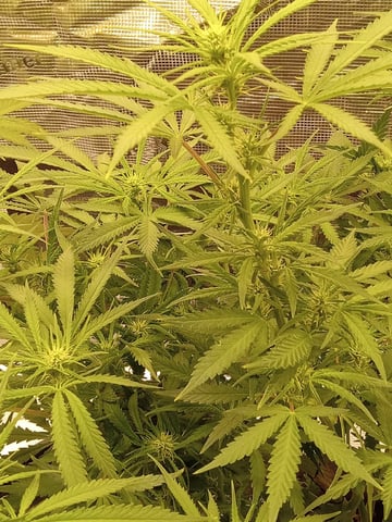   and one L.a kush cake . — flower, day 87