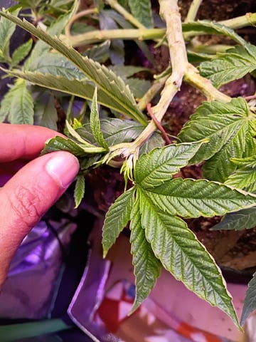 Purple Plum Perfect 💜 & 2 Grape Runtz 🍇 Mainlining garden.  — vegetative, day 118