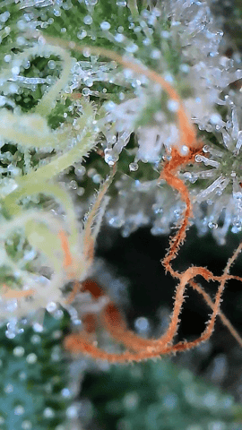 Starfighter/Ohio Guptilla Hybrid — flower, day 37