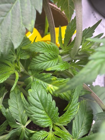 First Grow – Learning Every Day — vegetative, day 6