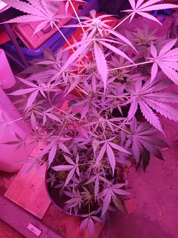 aurora auto — flower, day 59