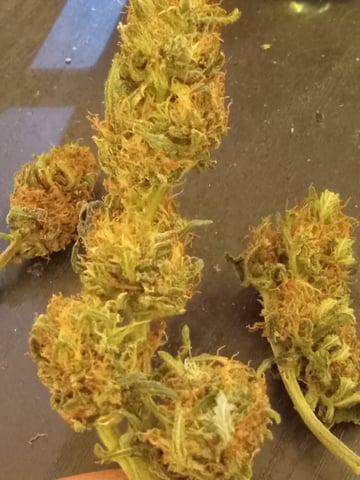 Gorilla Zittels ---also Manderian Sunset -a Applefritter-and Chem Dog -and Mendo Guva!