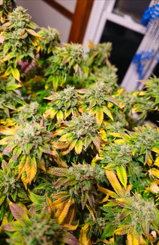 first grow — done, day 130