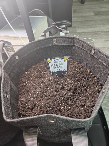 Mango Runtz — germination, day 1