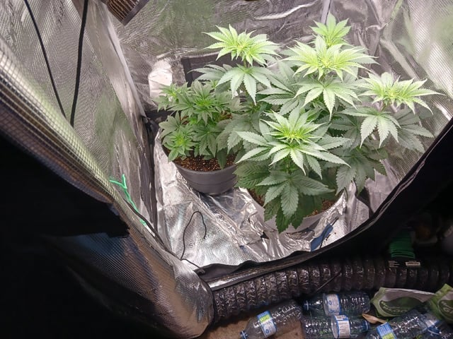 Gorilla Sherbert Feminized From Blimburn Seeds  — flower, day 35