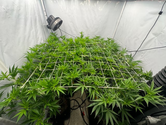 Permanent Marker, Gary Payton — flower, day 12