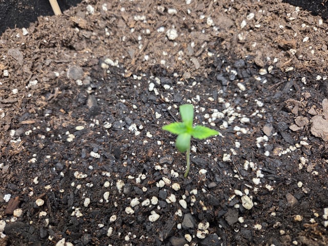 Genius Juice x Cinderella 99 Feminized — germination, day 5