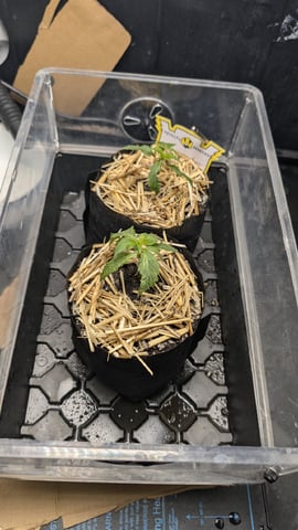 Double Smile And (Alien Vs Triangle X Strawberry Nuggets) — seedling_rooting, day 13