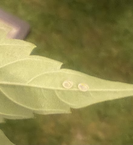 2026 Grow — vegetative, day 21